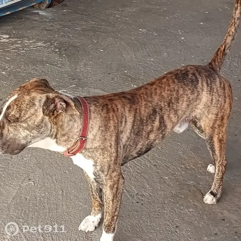 Cachorro encontrado - photo