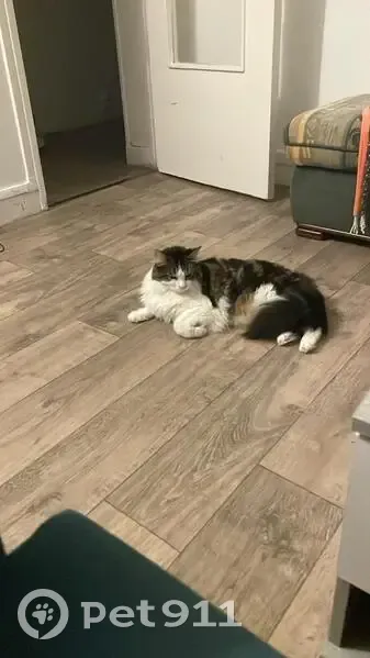 Chat perdu : Simba, Châtenay-Malabry - photo