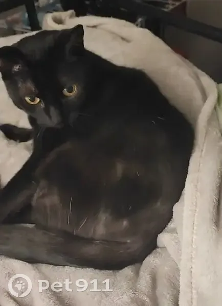 Chatte noire perdue, 