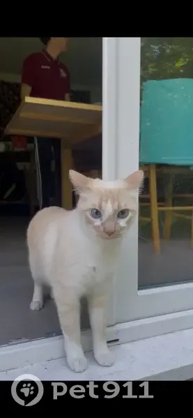 Chat perdu : Snoop, blanc et sable, craintif - photo