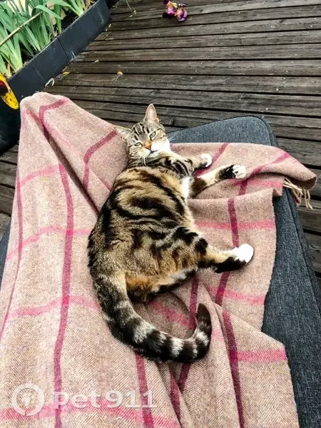 Chat perdue, craintive à Montreuil - photo