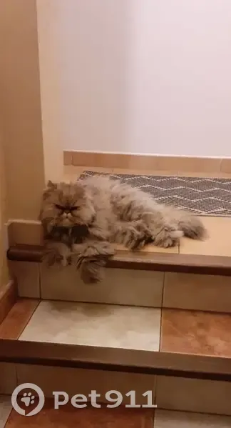 Chat perdu à Bompas : Pitchou, mâle 6 ans - photo