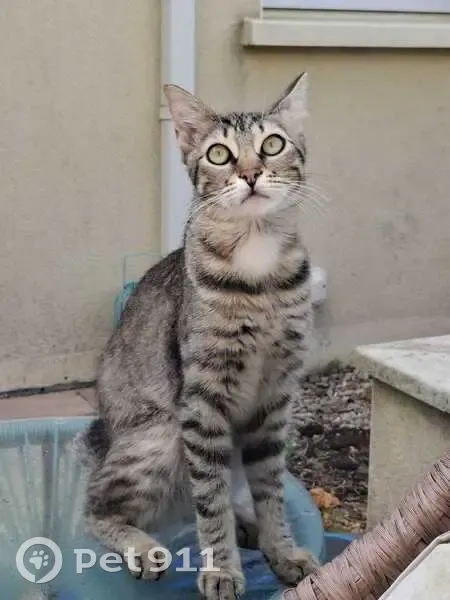 Chat perdu à Ligné : Sunny, tigré blanc, 11 mois - photo