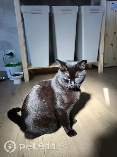 Chat noir Luffy perdu au Havre - photo