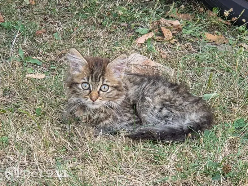 Chaton trouvé à Osny, rue du Vauvarois - photo