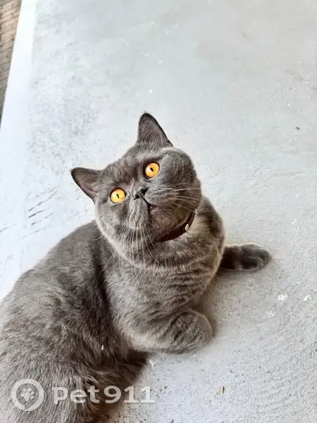 Chat perdu à Deuil-la-Barre - photo
