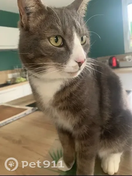 Chat gris-blanc perdu, yeux verts, Longuenée - photo