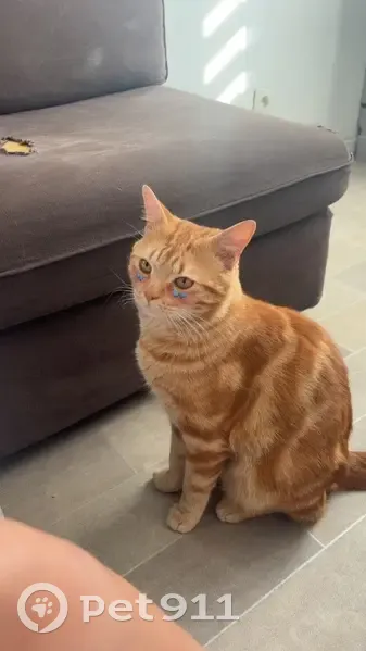 Chat roux Kirikou perdu à Tourcoing - photo