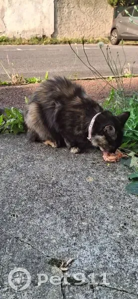 Chat trouvé Rue du Calvaire, Suresnes - photo