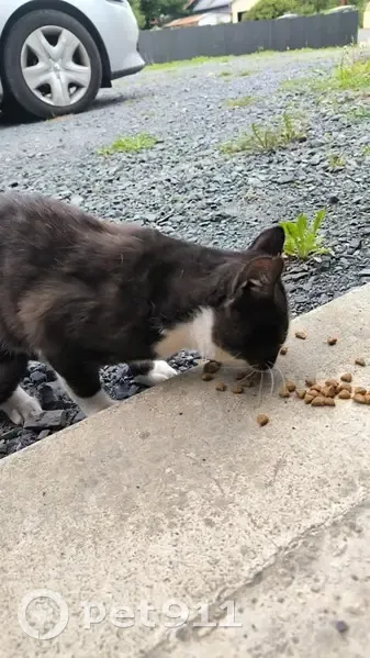 Chat trouvé Rue Hôtel Fossey, Cametours - photo