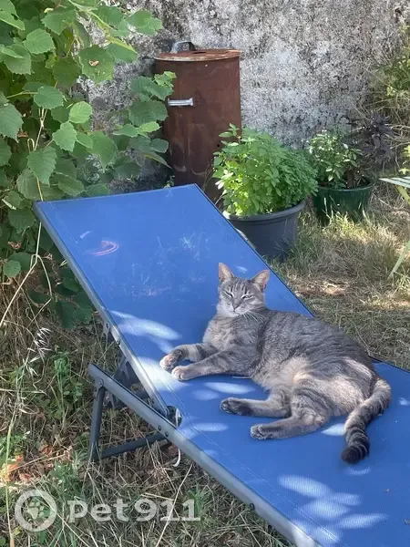 Chat tigré gris perdu à Clisson - photo