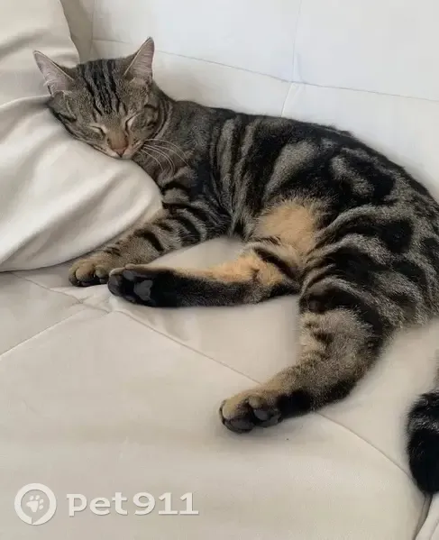 Chat tigré 1 an perdu à Sérignan - photo