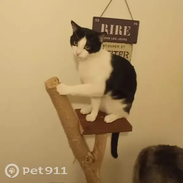 Chat perdu, Tinqueux, 2ème étage - photo