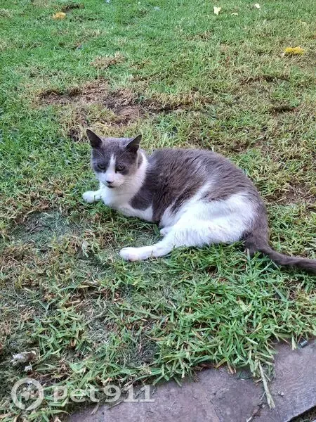 Lost Elderly Cat: White/Grey, Marion - photo