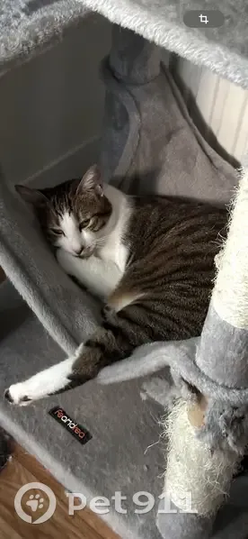 Chat perdu à Ballancourt : Minouche disparu - photo