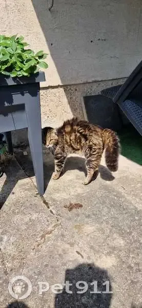 Chat tigré amaigri trouvé à Schœneck - photo