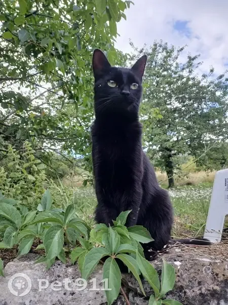 Petite chatte noire perdue à Evelle - photo
