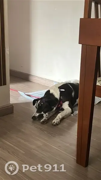 Cachorro encontrado - photo