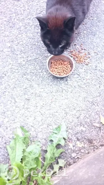Chat(te) noire trouvée, œil suintant, L'Isle-d'Abeau - photo