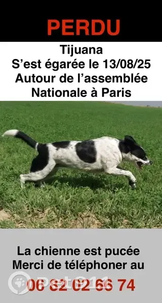 Chien perdue, tache cœur flanc droit, Paris - photo