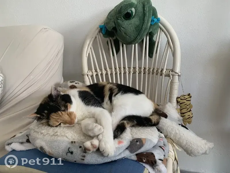 Chatte écaille perdue à Saint-Jean-de-Monts - photo