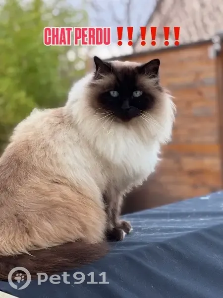 Chat perdu à Caen : Charles, poil long crème - photo