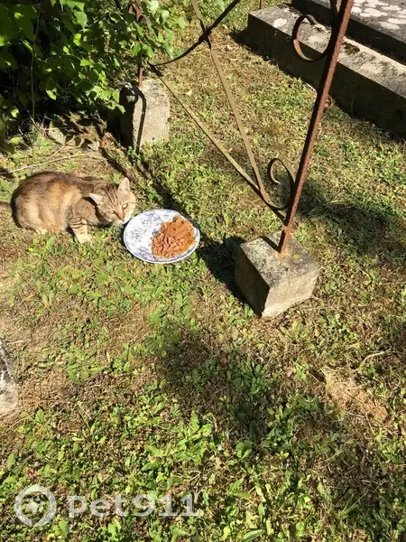 Chat beige tigré trouvé à Blainville-sur-Orne - photo