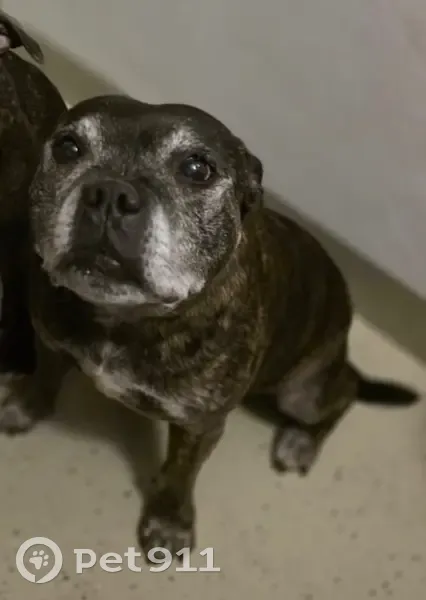 Chien Staffie perdu à Arbusigny - photo