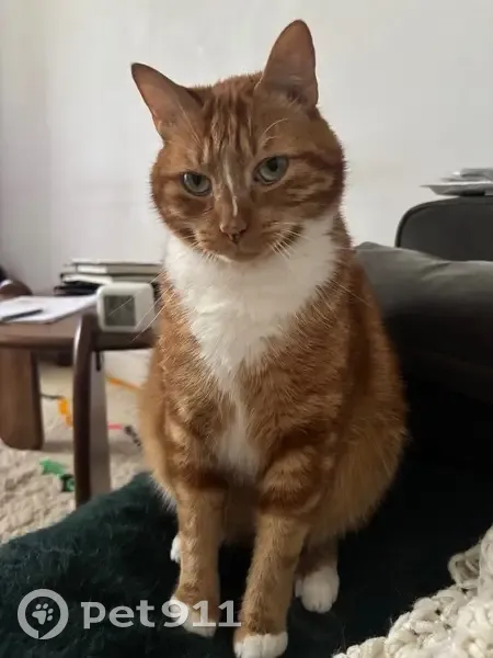 Chat roux mâle perdu à Biarritz - photo