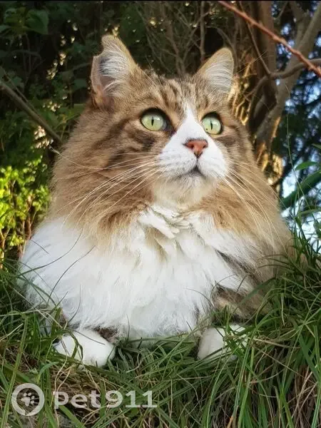 Chat norvégien perdu à Nîmes, 10 ans - photo