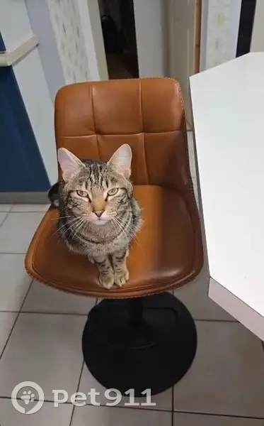 Petit chat tigré perdu à Landerneau - photo