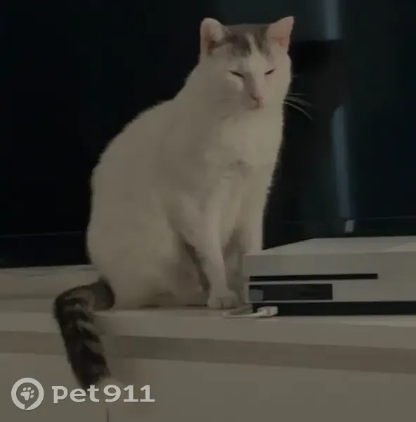 Chatte blanche/grise perdue à Bolbec - photo