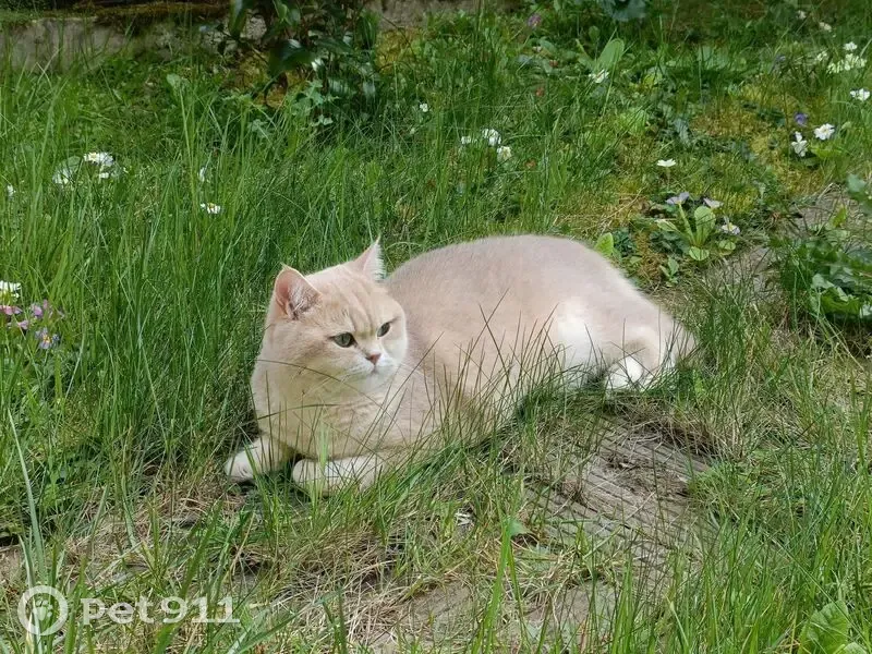 Chat Perdu British Shorthair Sable 75 - photo