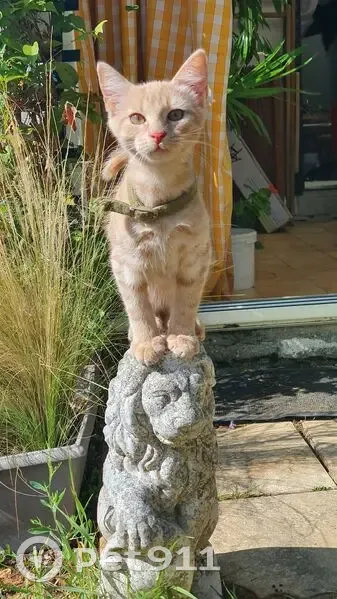 Chaton roux clair perdu avec harnais vert - photo