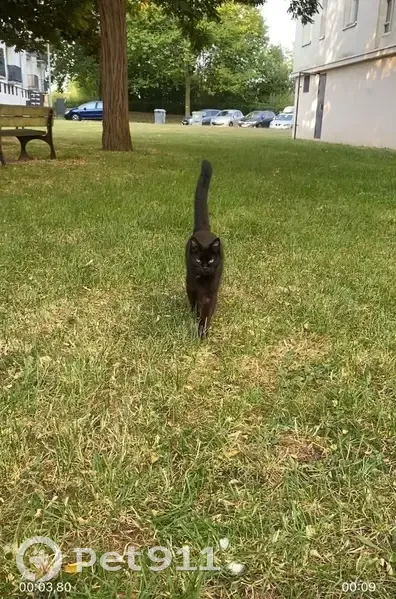 Chaton noir trouvé, femelle câline, Lucé - photo