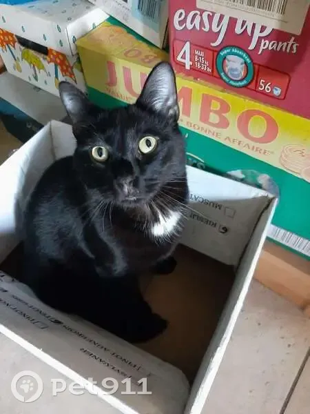 Chat perdu : noir, tache blanche, yeux verts - photo