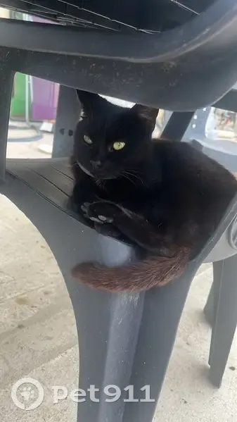 Chatte perdue avec collier noir à Auby - photo