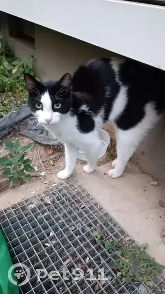 Chat trouvé rue Charles-Marie Widor, Rennes - photo