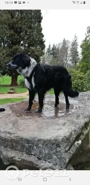 Chien perdu, Place du Gén Leclerc, La Ferté - photo
