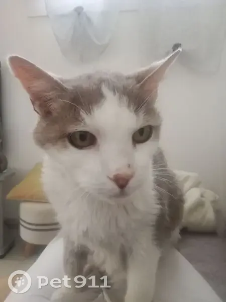 Chat perdu : Kalinou, 18 ans, gris et blanc - photo