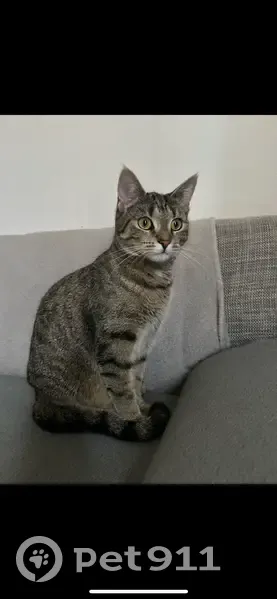 Chat tigré perdu à Sessenheim - photo