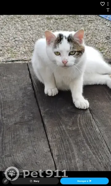 Chat perdu : mâle blanc tacheté noir, Escaudœuvres - photo
