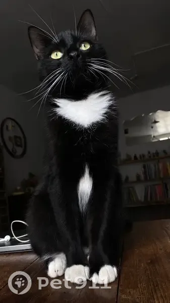 Chat mâle perdu, sociable, Veynes 9 août - photo