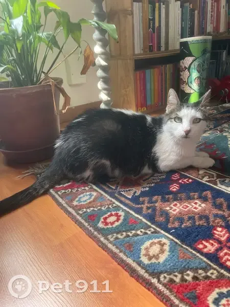 Chatte perdue à Montreuil, non identifiée - photo