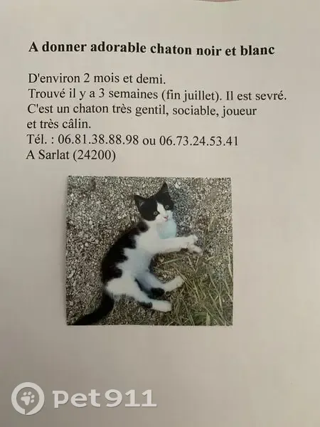 Chaton noir et blanc trouvé à Sarlat - photo