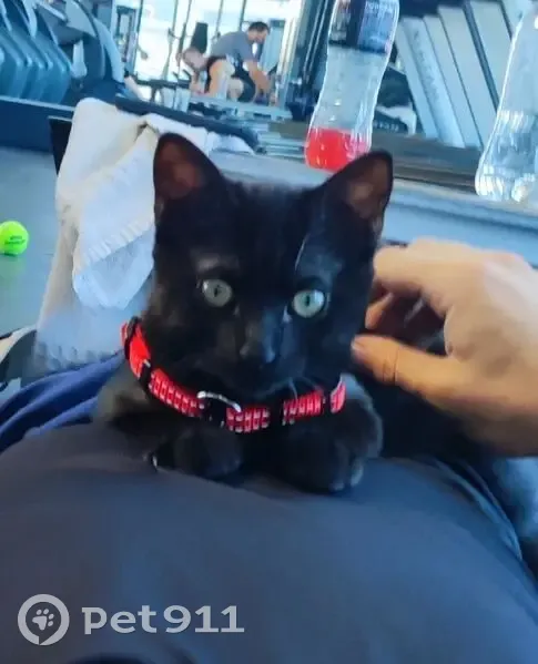 Chaton noir perdu, sociable, Perpignan - photo