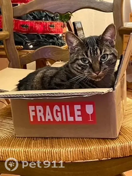Chat perdu Tigré beige/marron à Gagny - photo