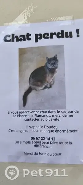 Chat gris perdu, 14 ans, craintif, Saint-Brice - photo