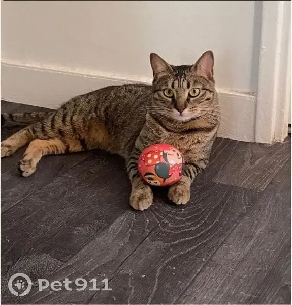 Chat tigré Muezza perdu, sans collier - photo