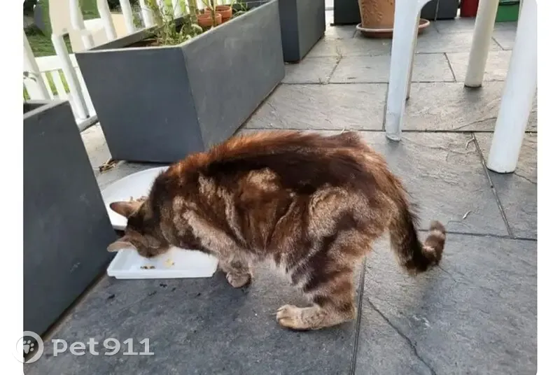 Chat mâle tacheté trouvé à Saint-Étienne - photo